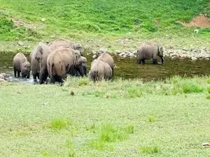  Anakulam Jeep Safari   photo 3