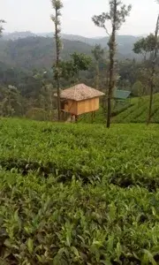 Tree Hut