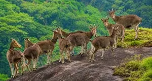 Munnar Package Cochin Starting   photo 1