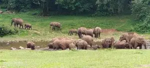 MANKULAM JEEP SAFARI 4 HOUR   photo 3