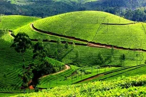 Munnar – Vagamon 3 Days / 2 Nights College Group Trekking Tour   photo 1