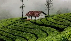 WAYANAD   photo 1