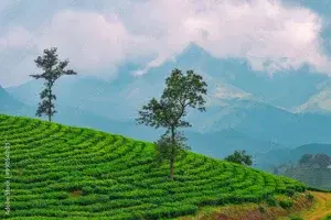 Munnar Alleppey Houseboat package