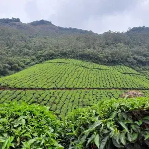 Tea trails program   photo 1