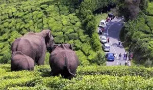 Tamilnadu Tour Packages    photo 1
