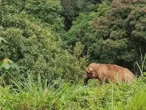Angamuzhi full day program jeep safari