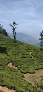 Letchmi Hills Trekking in Munnar   photo 2
