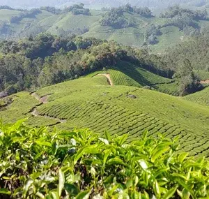 Tea Plantation Walk With Tea Factory Visit   photo 1
