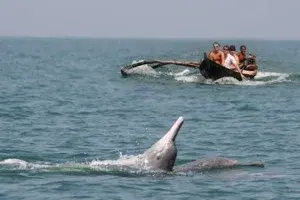 Dolphin    photo 1