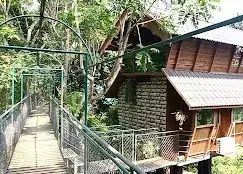 COUPLE TREE HOUSE   photo 3