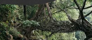 GUWAHATI_SHILONG_CHIRAPUNJEE_DAWKI( PREMIUM CATAGORY)PER COUPLE   photo 3