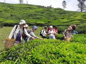 SHOLA FOREST TREKKING