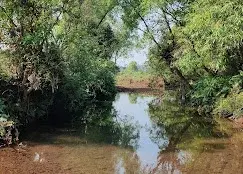 JUNGLE SAFARI   photo 3