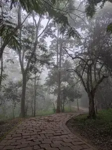 WAYANAD TREKKING AND RESORT PACKAGE   photo 2