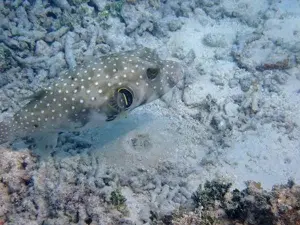 Best of Maldives    photo 4