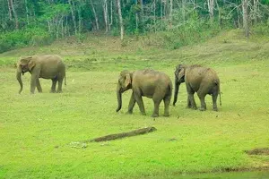 Angamuzhi full day program jeep safari   photo 4
