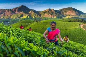 KERALA 6 Nights / 7 Days Itinerary   photo 5