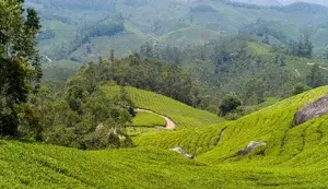 MUNNAR PACKAGE COCHIN    photo 3