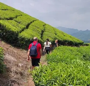 Evening Tea Plantation Walking   photo 1