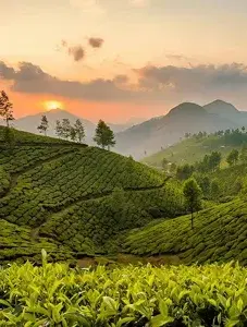 Cochin Munnar Alleppey Tour Package   photo 1