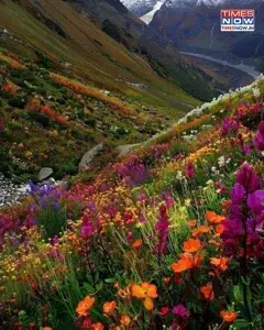 Valley of Flowers Package   - 5N  and 6D