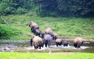 JEEP SAFARI Anakulam Wild Elephant Visit   photo 1