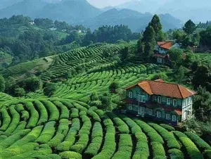 OOTY COUPLE TOUR PACKAGE   photo 2