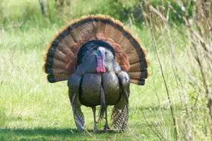 TASTE OF TURKEY TOUR   photo 1