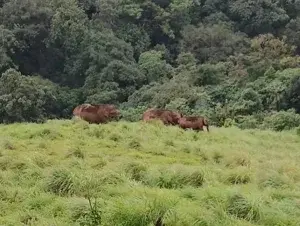 Angamuzhi full day program jeep safari   photo 3