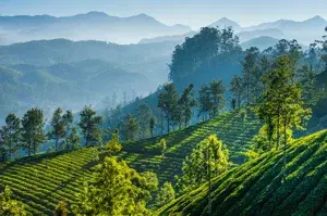 Munnar To Trivandrum   photo 1