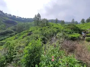 Tea trails program   photo 2