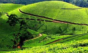 Tamilnadu Tour Packages    photo 2