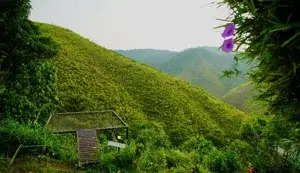 THEKKADY VAGAMON   photo 2